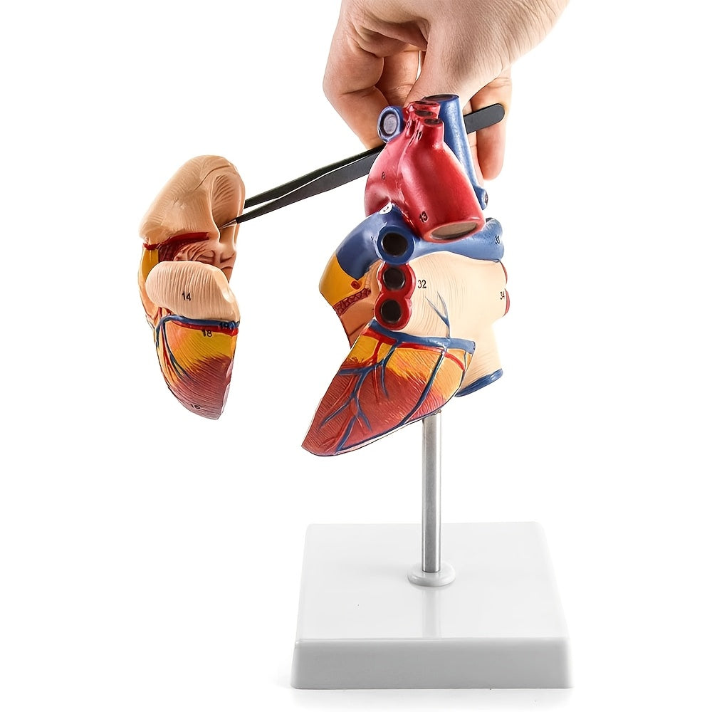 Deluxe hayot o'lchamidagi yurak modeli, 34 tuzilmani o'z ichiga oladi, magnit dizayn, o'rnatilgan ko'rsatma poyasi va batafsil qo'llanma.