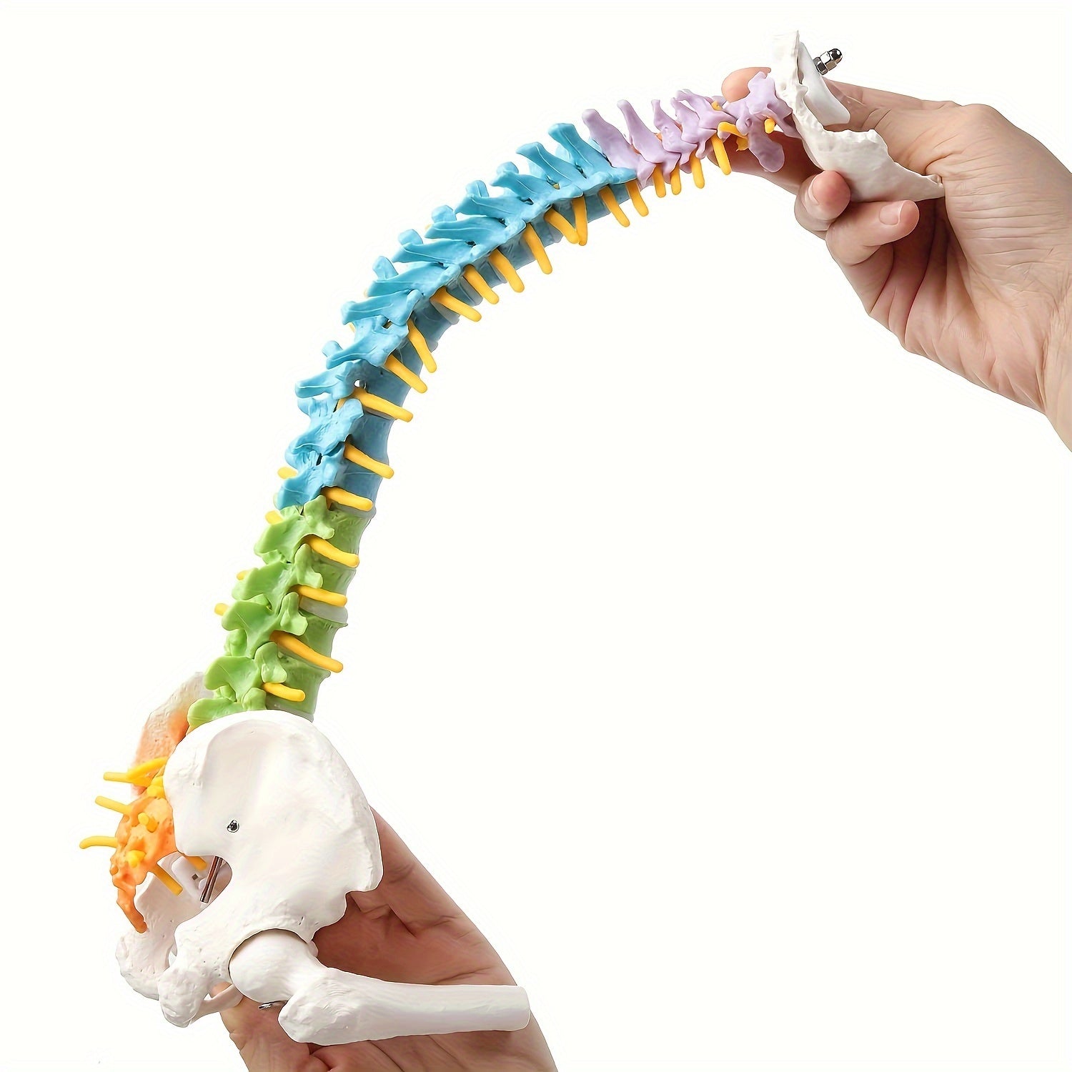 Full-Size Colored PVC Spinal Model for Medical and Art Studies