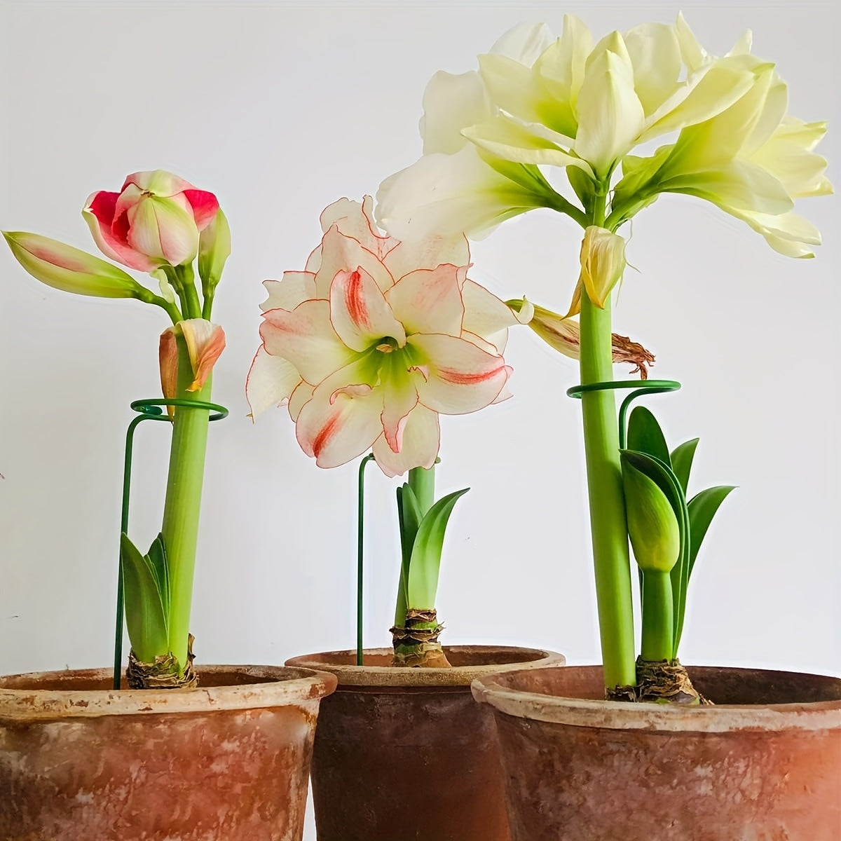 Metal Garden Plant Stakes Set of 5 or 10 for Supporting Single-Stem Flowers Green Steel Weather-Resistant