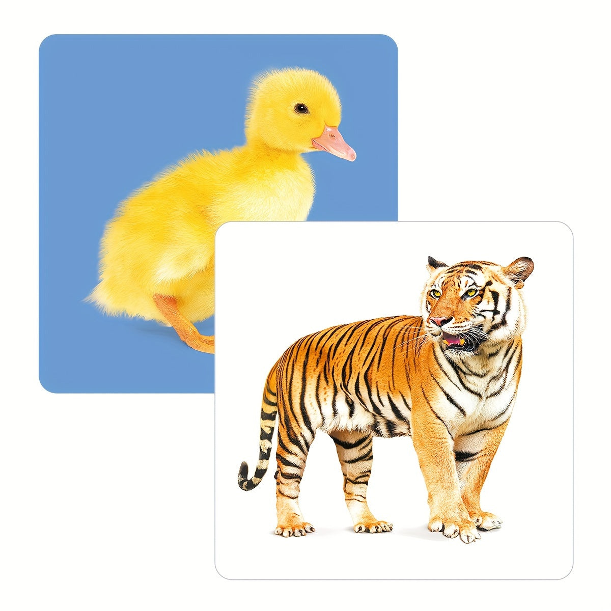 Educational Animal Flashcards for Toddlers 2-10 Double-Sided 24 Pictures