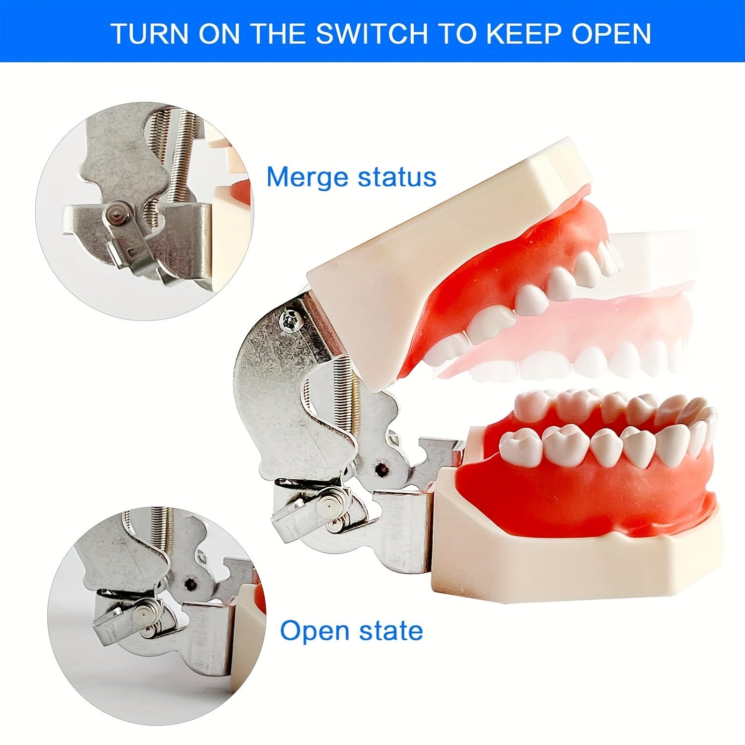 Dental Practice Model with Removable Teeth and Soft Gum for Training