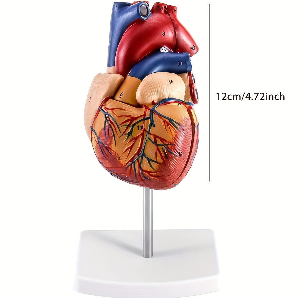 Life-Size Human Heart Model with 34 Structures Magnetic Display Base