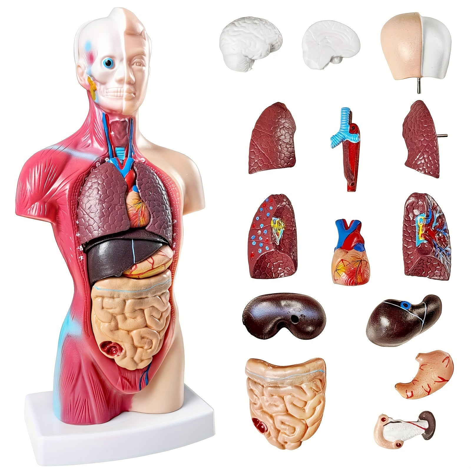 Modelo de anatomía humana con órganos desmontables, 26.67cm, exhibición educativa de PVC