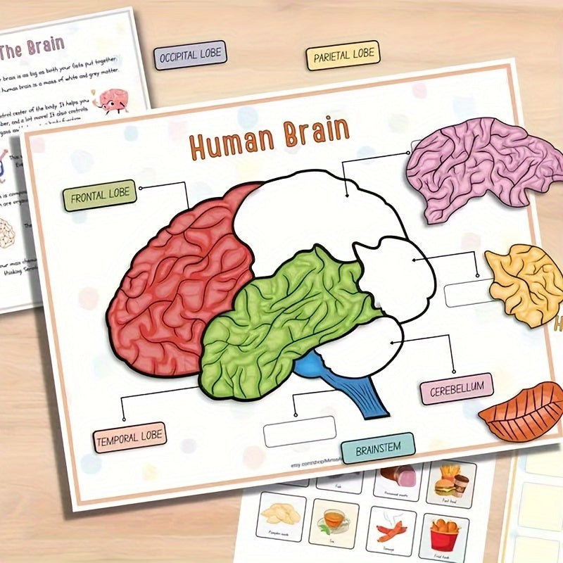 Human Anatomy Busy Book for Kids Interactive Organ Matching Educational Toy Travel Edition