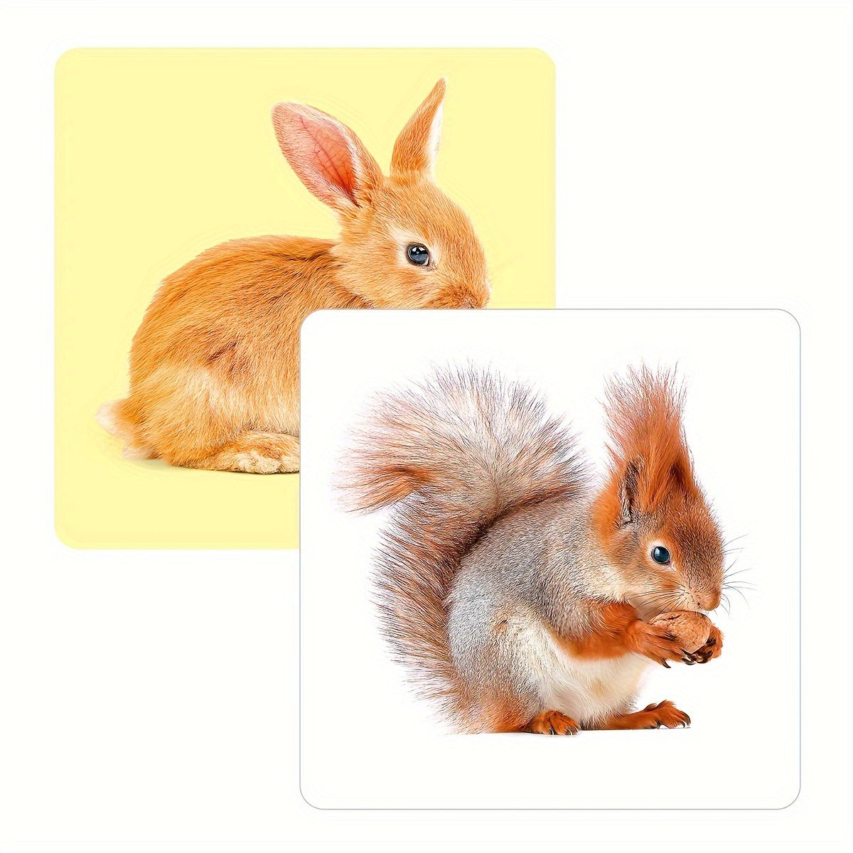 Educational Animal Flashcards for Toddlers 2-10 Double-Sided 24 Pictures