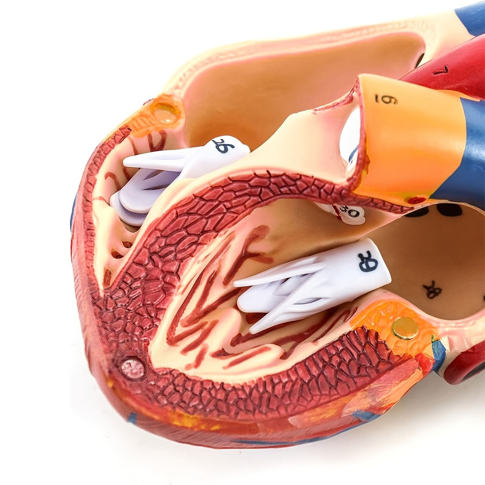 Deluxe hayot o'lchamidagi yurak modeli, 34 tuzilmani o'z ichiga oladi, magnit dizayn, o'rnatilgan ko'rsatma poyasi va batafsil qo'llanma.