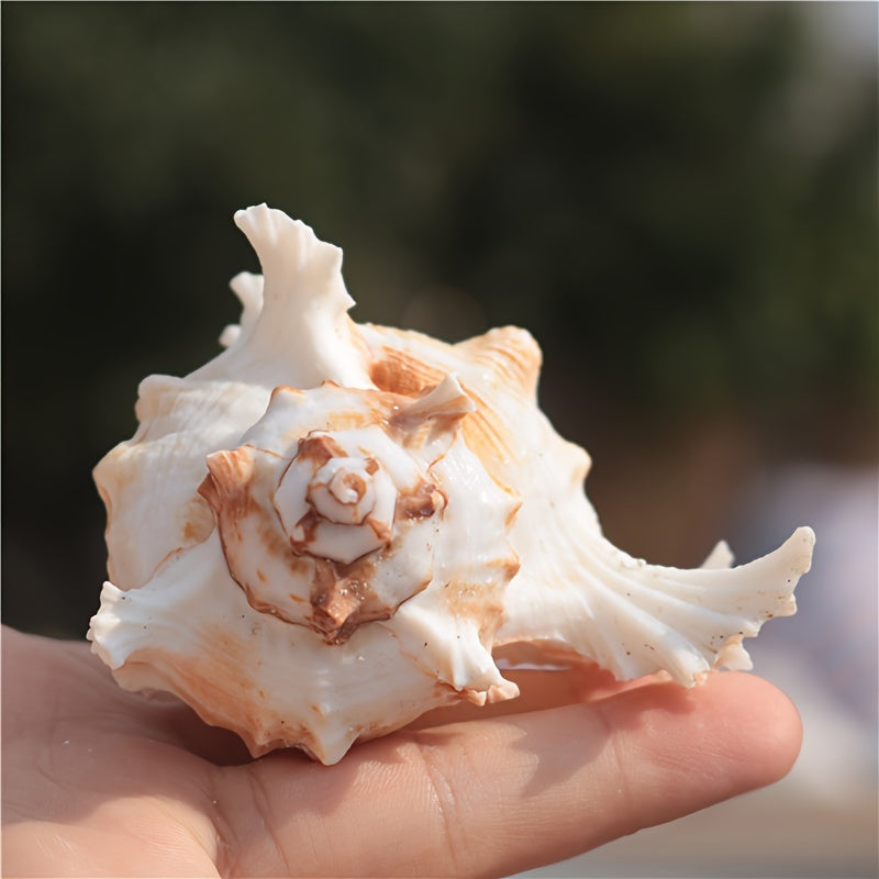 Small Aquarium Decoration Conch Shell with Snail Chrysanthemum Design