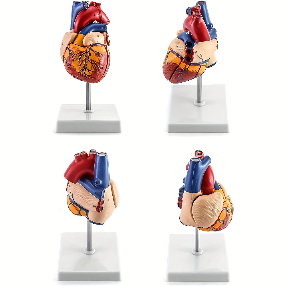 Deluxe hayot o'lchamidagi yurak modeli, 34 tuzilmani o'z ichiga oladi, magnit dizayn, o'rnatilgan ko'rsatma poyasi va batafsil qo'llanma.