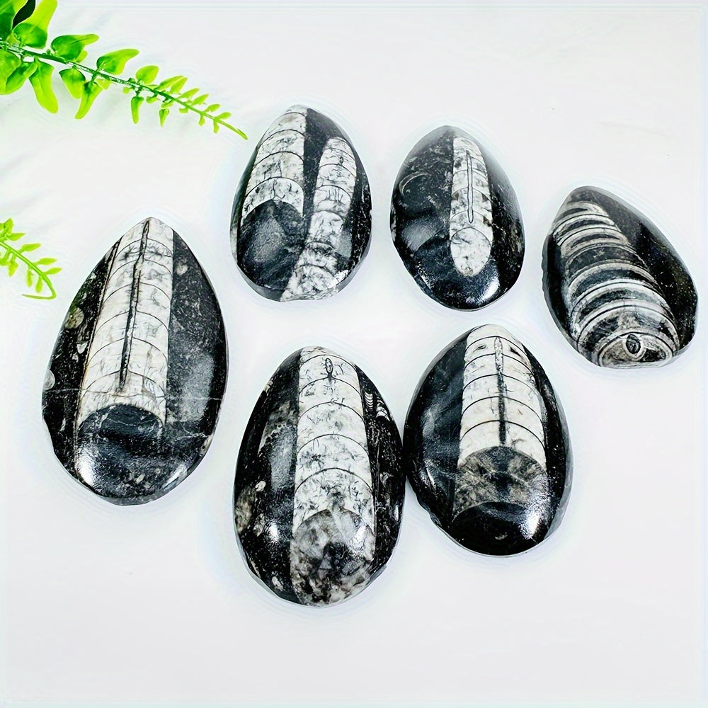 Piedra de trilobite natural con patrones únicos para decoración y exhibiciones educativas