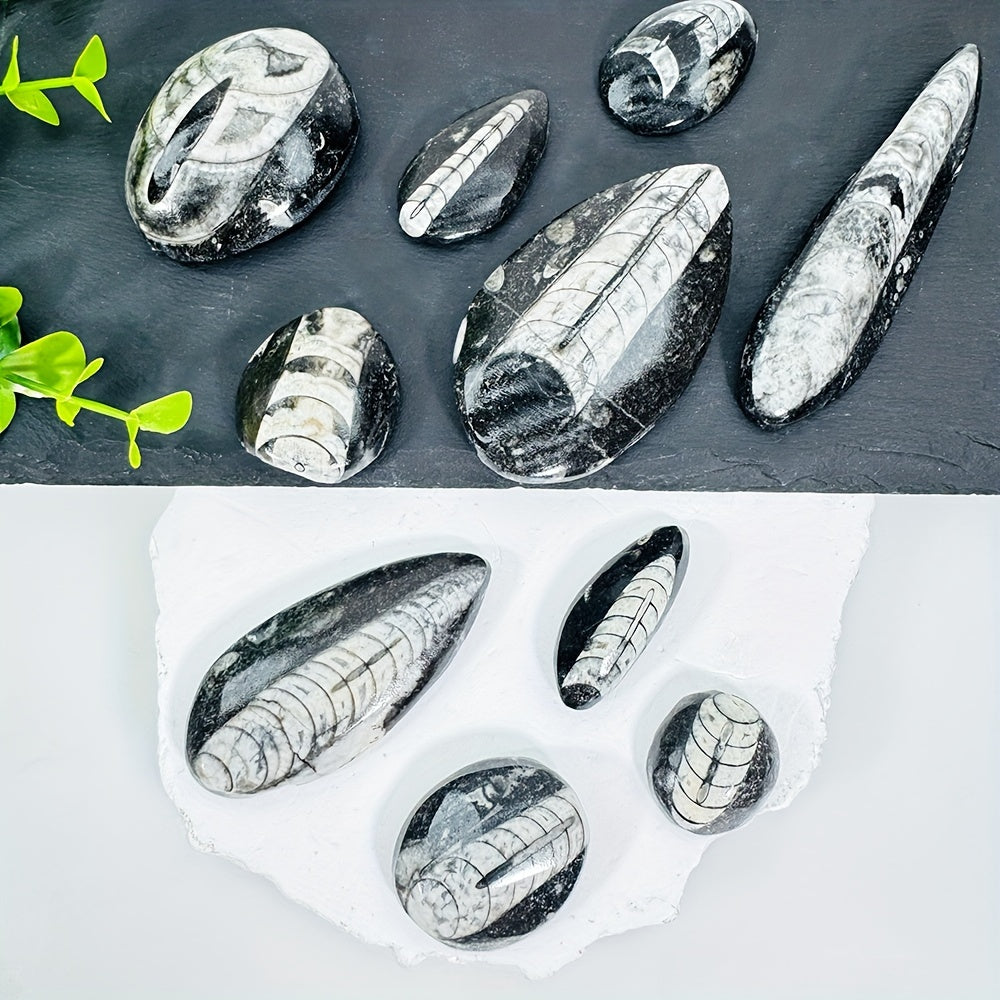 Natural Trilobite Stone with Unique Patterns for Decor and Educational Display