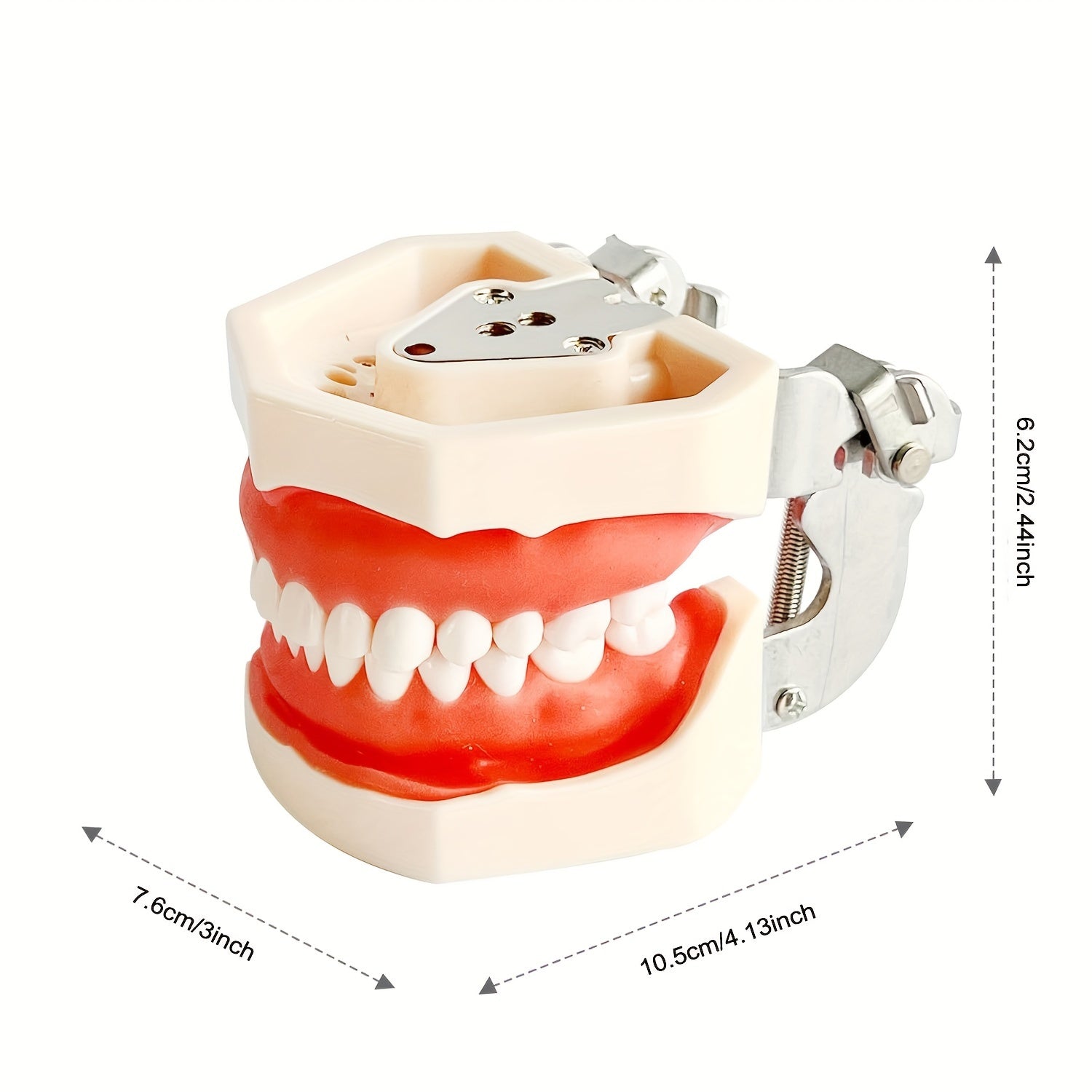 Dental Practice Model with Removable Teeth and Soft Gum for Training