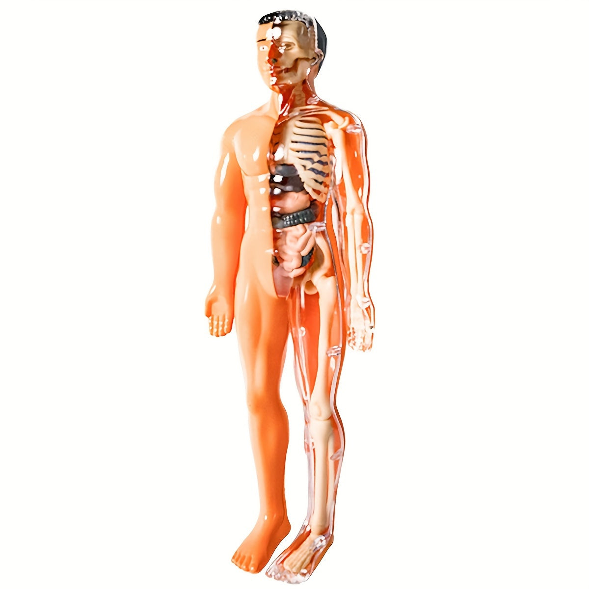 Educational Human Anatomy Model Kit with Clear Plastic Skeleton and Detachable Organs