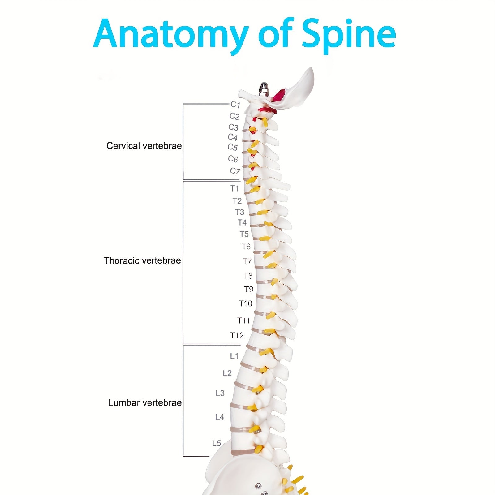 Mini Human Spine Anatomy Model with Nerves and Vertebra on Stand 43cm Medical Education