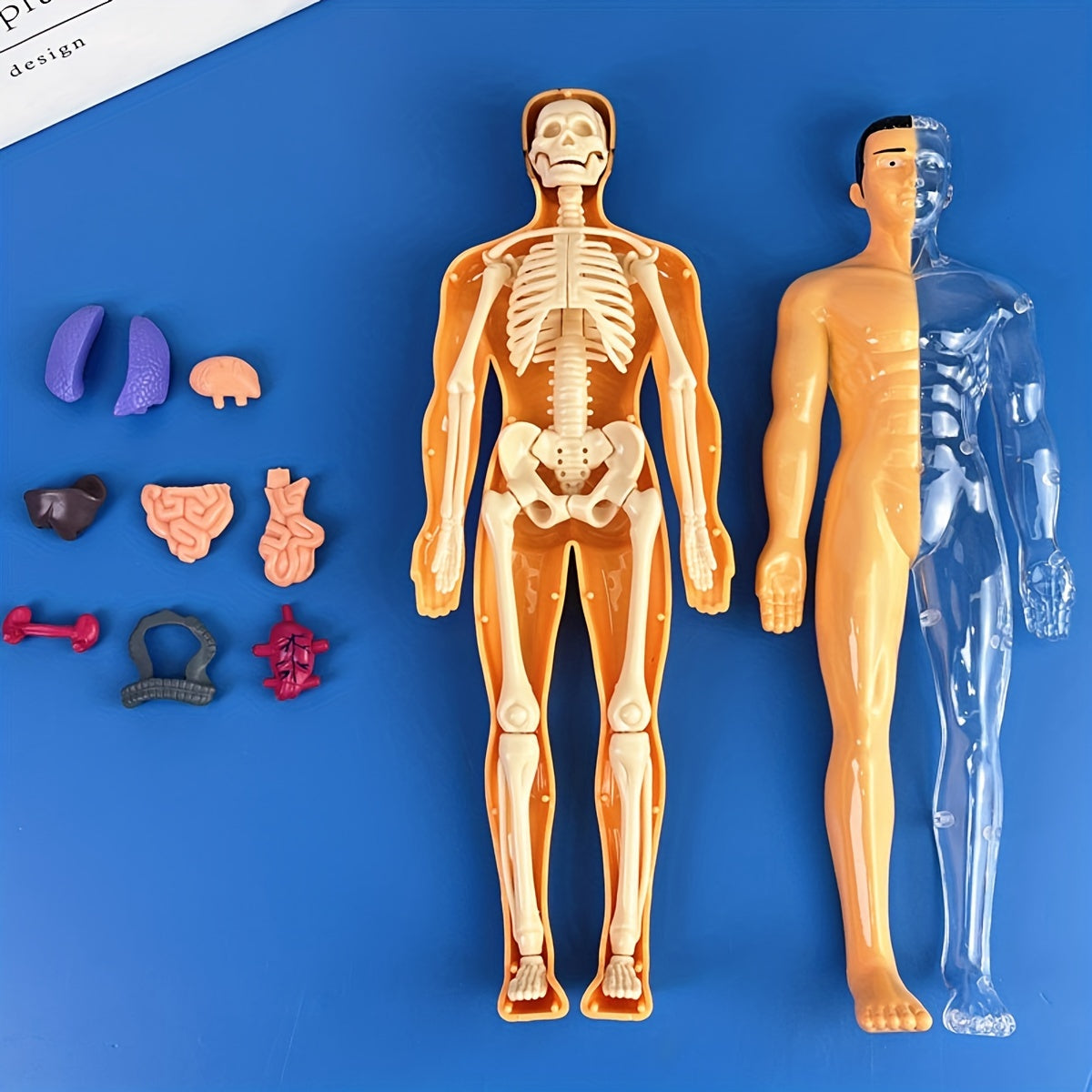 Educational Human Anatomy Model Kit with Clear Plastic Skeleton and Detachable Organs