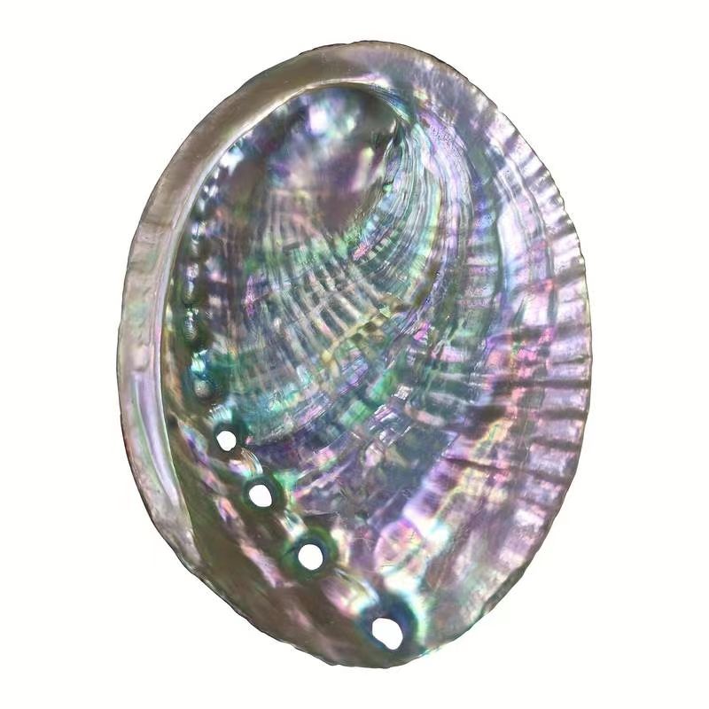 Large Abalone Seashells for Smudging Incense Burning Home Decor Pack of 1 or 2 10.16-12.7cm