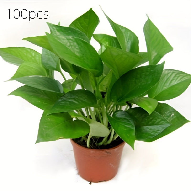 100pcs Two-Color Plastic Seedling Flower Pots with Drainage Holes for Nursery and Garden