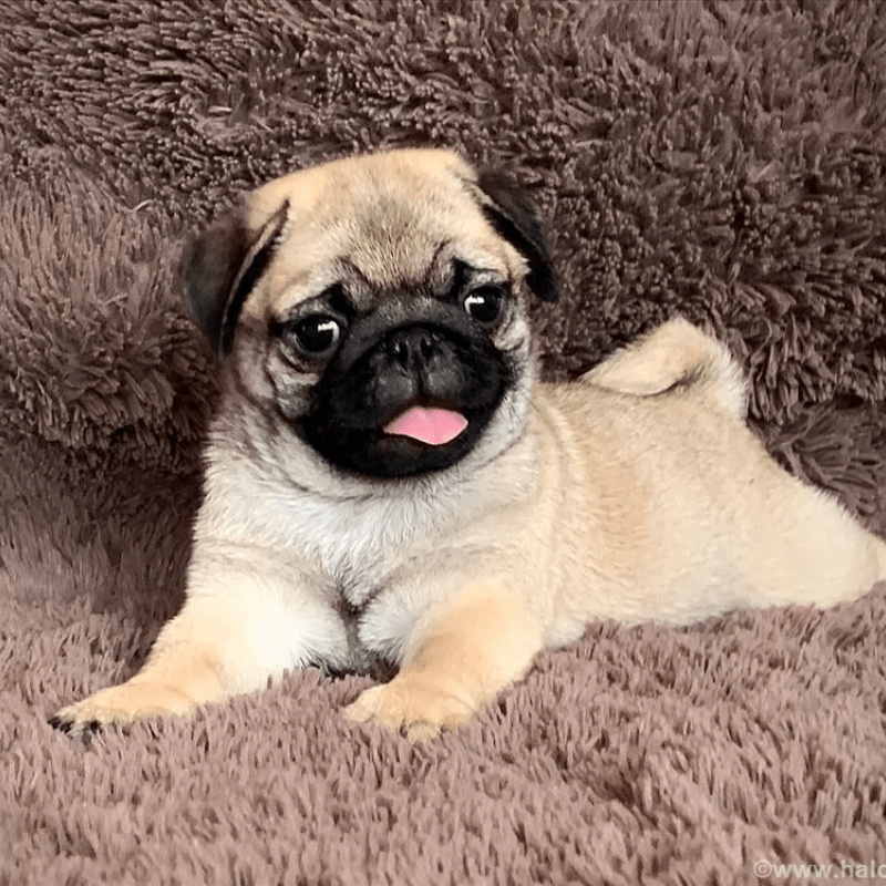 Llavero personalizado con placa para mascotas y charm de cara de perro, acrílico, regalo para amantes de los animales adorables