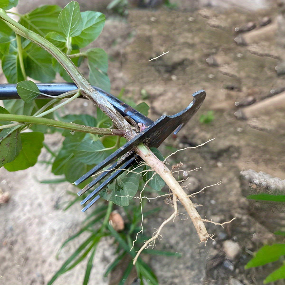 Metal Garden Weeding Tool with 4-Prong Curved Design for Narrow Spaces