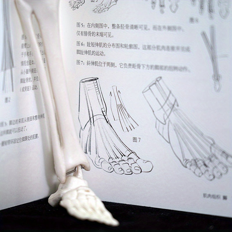 Pocket Edition Human Anatomy Books Set of 5 in Simplified Chinese for Ages 11-90 Paperback