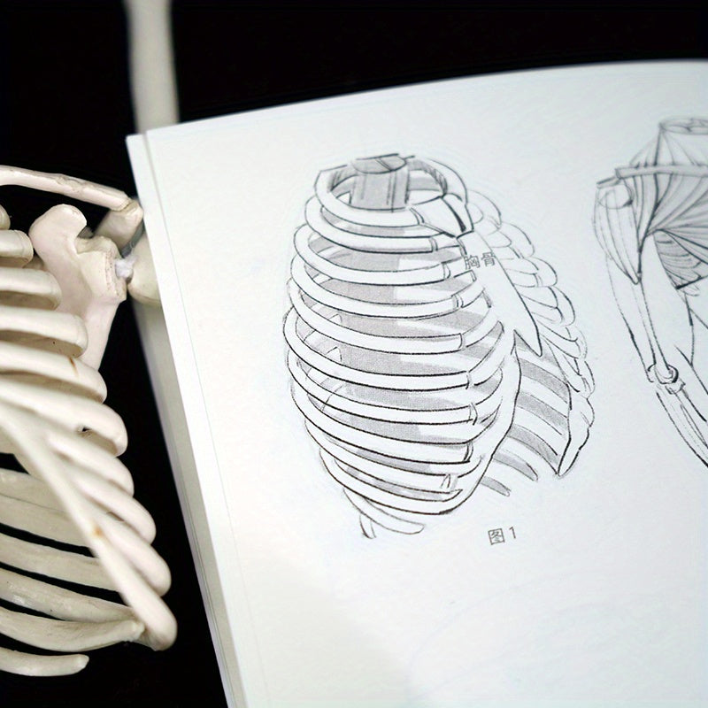 Pocket Edition Human Anatomy Books Set of 5 in Simplified Chinese for Ages 11-90 Paperback