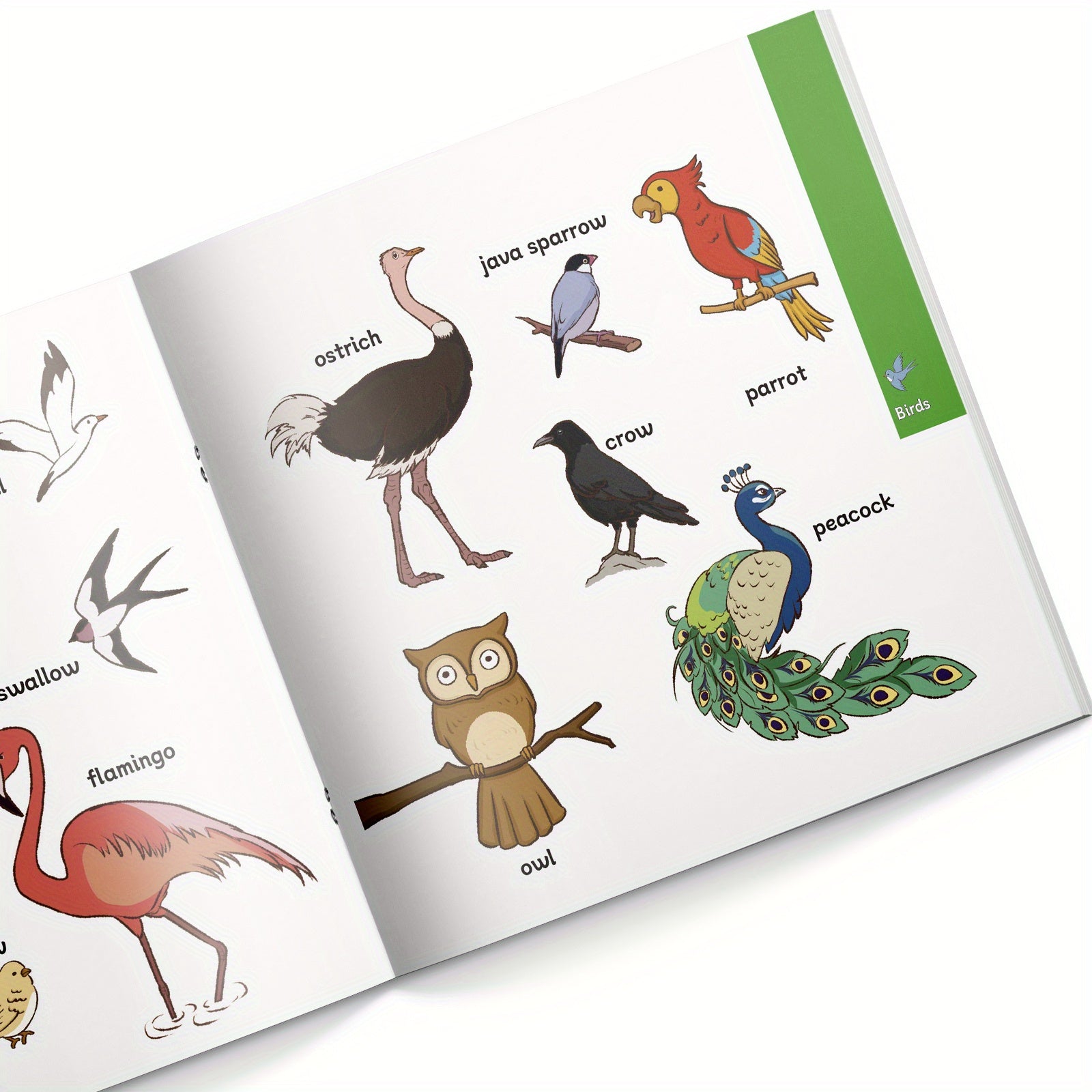 Libro de enciclopedia de animales para la exploración de la biodiversidad