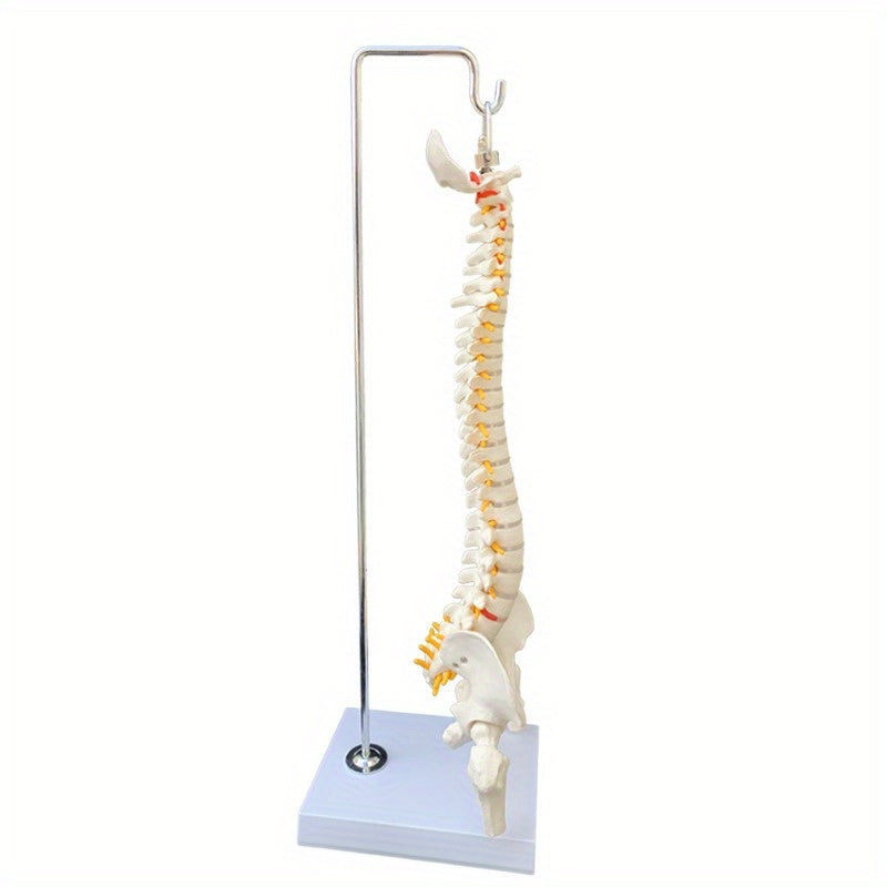 45cm Flexible Human Spine Model with Stand for Medical Teaching Educational Anatomy Ages 14+