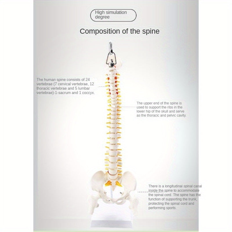 45cm Flexible Human Spine Model with Stand for Medical Teaching Educational Anatomy Ages 14+