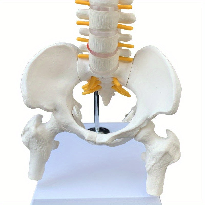 45cm Flexible Human Spine Model with Stand for Medical Teaching Educational Anatomy Ages 14+