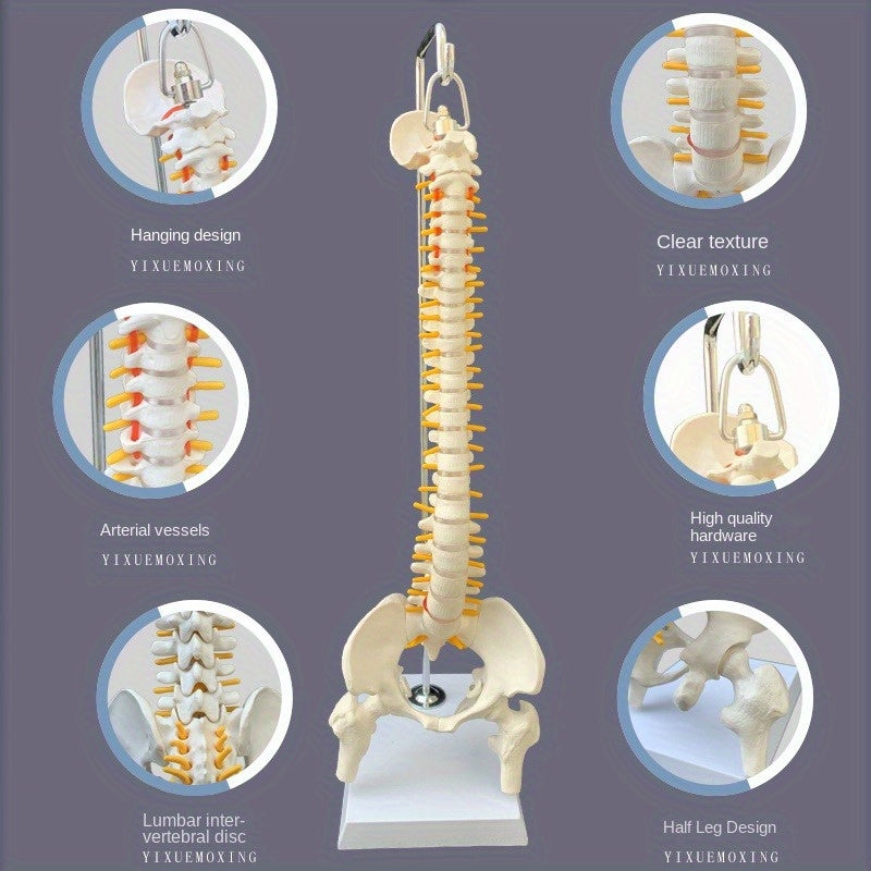 45cm Flexible Human Spine Model with Stand for Medical Teaching Educational Anatomy Ages 14+