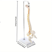 45cm Flexible Human Spine Model with Stand for Medical Teaching Educational Anatomy Ages 14+