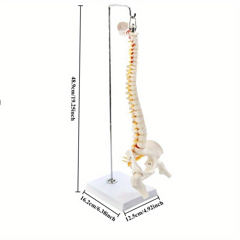 45cm Flexible Human Spine Model with Stand for Medical Teaching Educational Anatomy Ages 14+