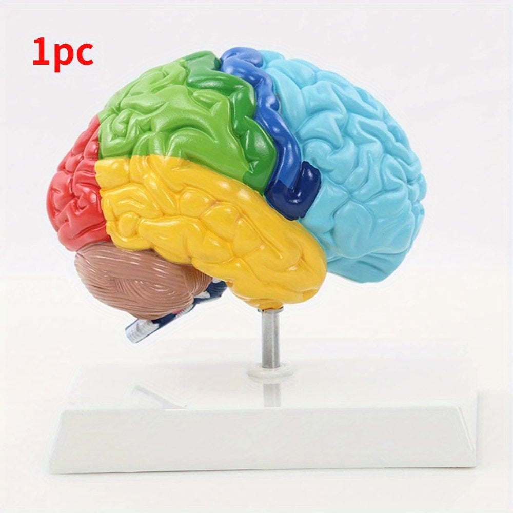 Tibbiy ta'lim uchun rang-barang anatomiyaga ega, hayot o'lchamidagi inson miyasining modeli, asos bilan birga.