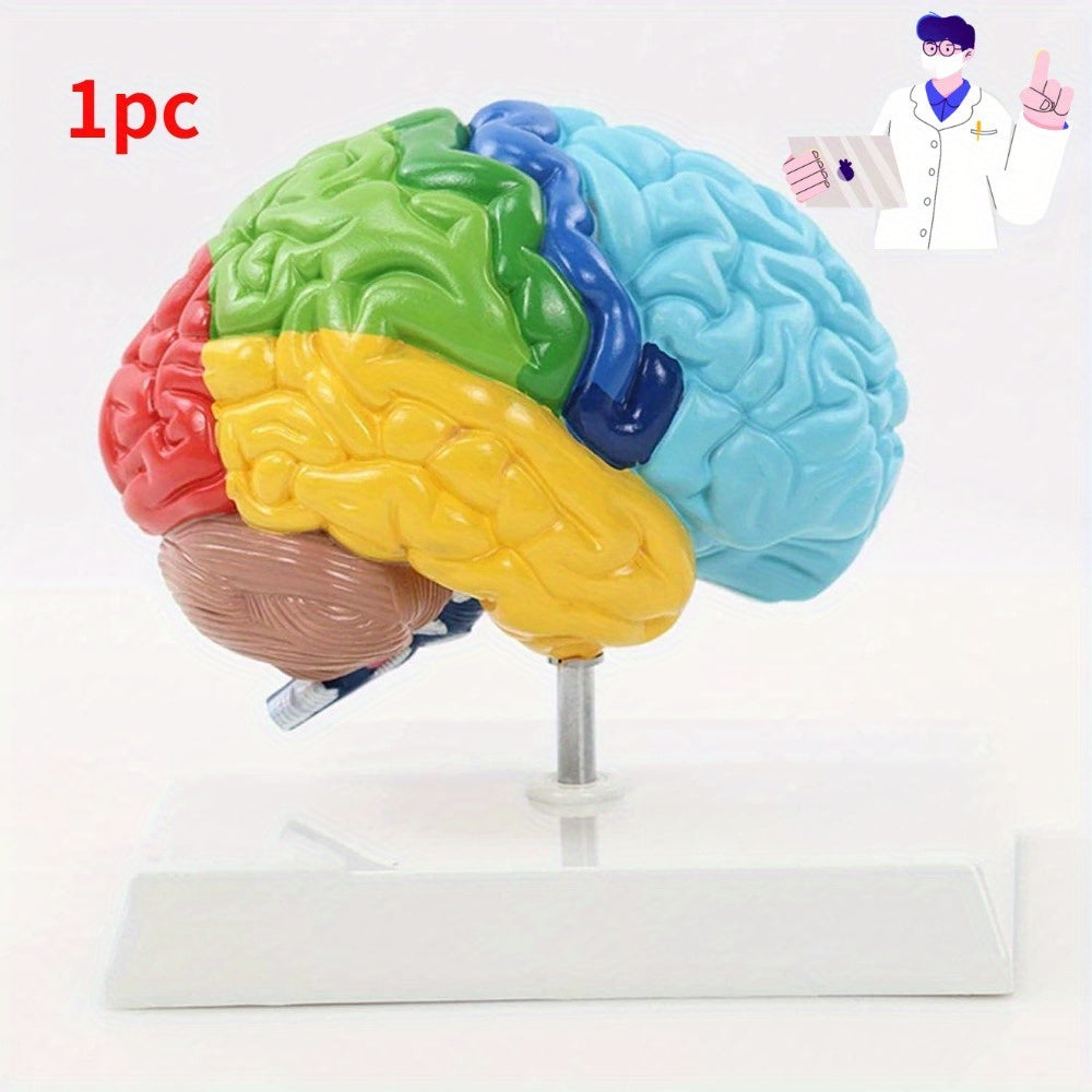 Life-Sized Human Brain Model with Colorful Anatomy for Medical Education Includes Base