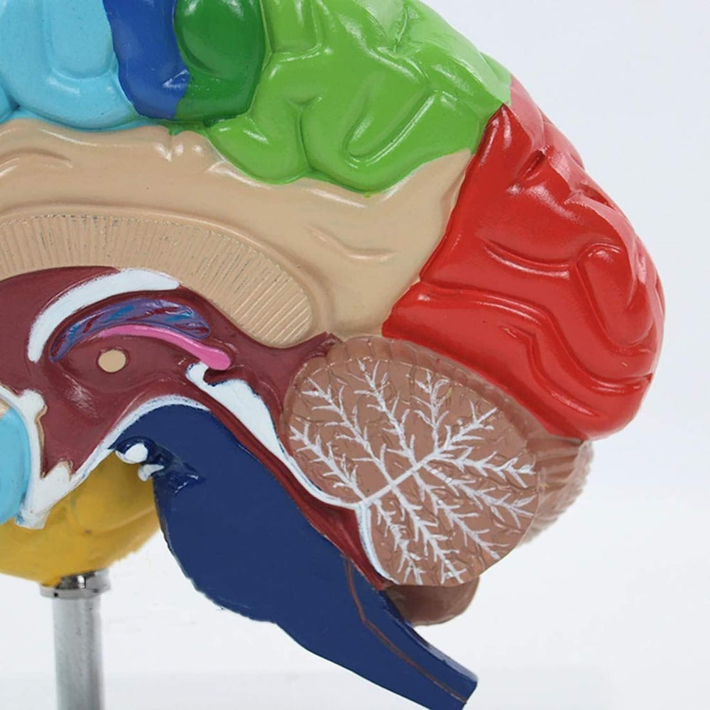 Tibbiy ta'lim uchun rang-barang anatomiyaga ega, hayot o'lchamidagi inson miyasining modeli, asos bilan birga.