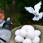 10Pcs Plastic Fake Pigeon Eggs Lead Eggs for Breeding and Training