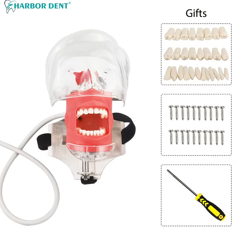 Dental Simulation Head Model with Removable Teeth for Orthodontic Education and Training