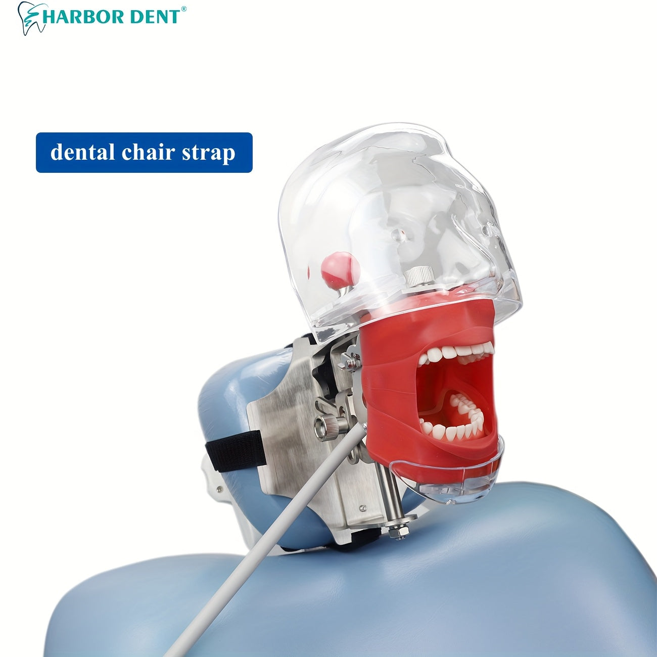 Dental Simulation Head Model with Removable Teeth for Orthodontic Education and Training