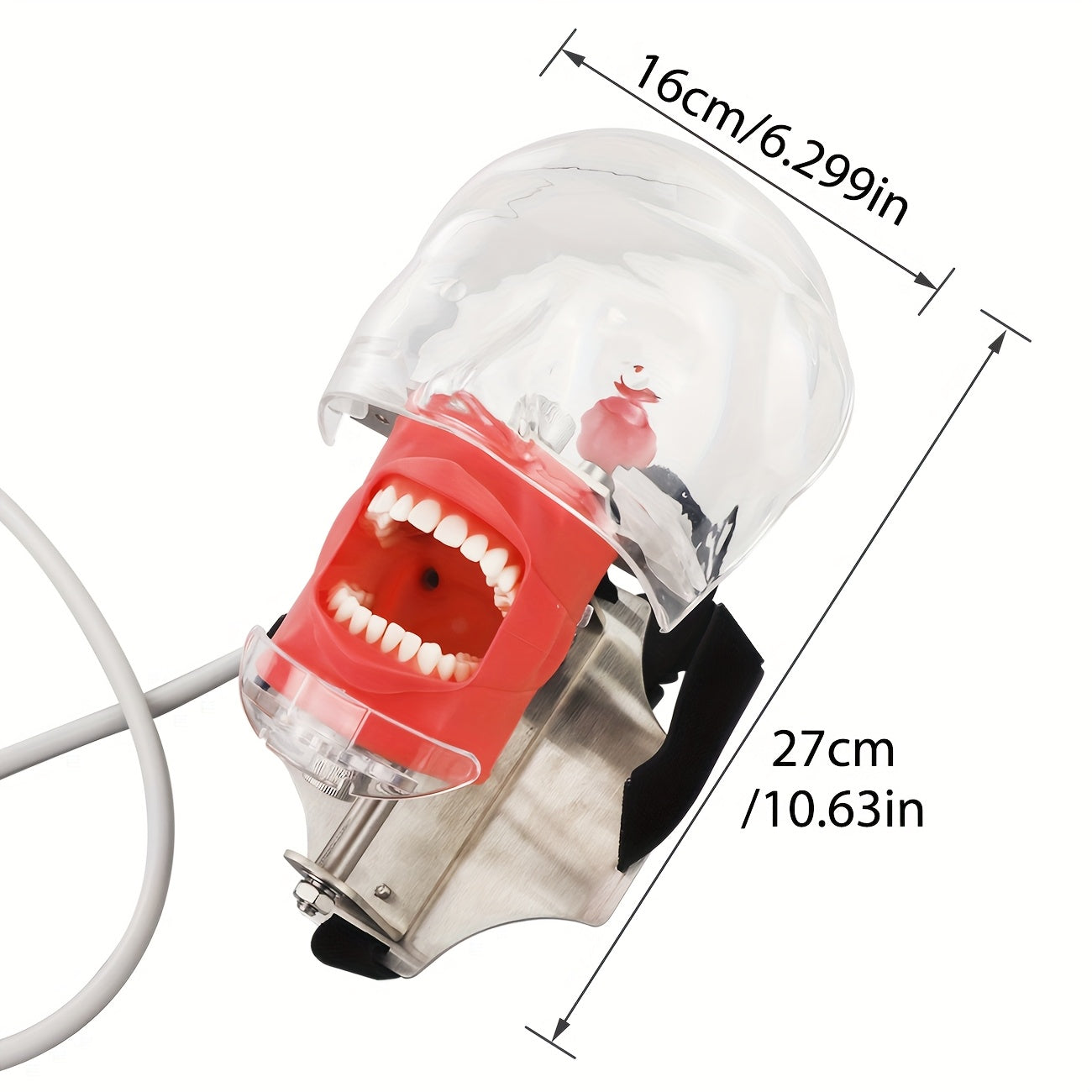 Dental Simulation Head Model with Removable Teeth for Orthodontic Education and Training