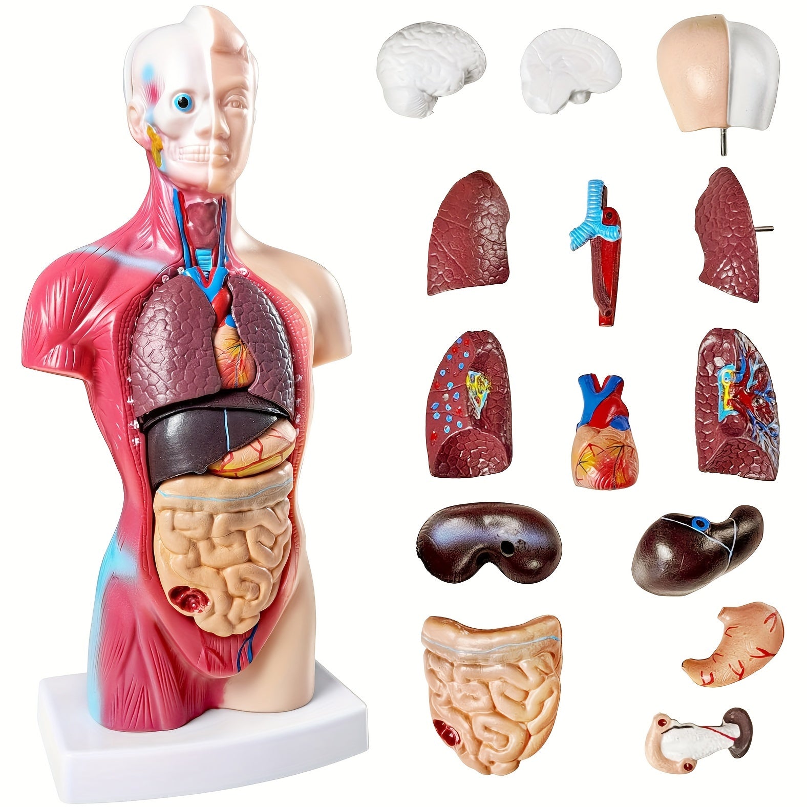 Modelo de anatomía humana con órganos desmontables, 26.67cm, exhibición educativa de PVC