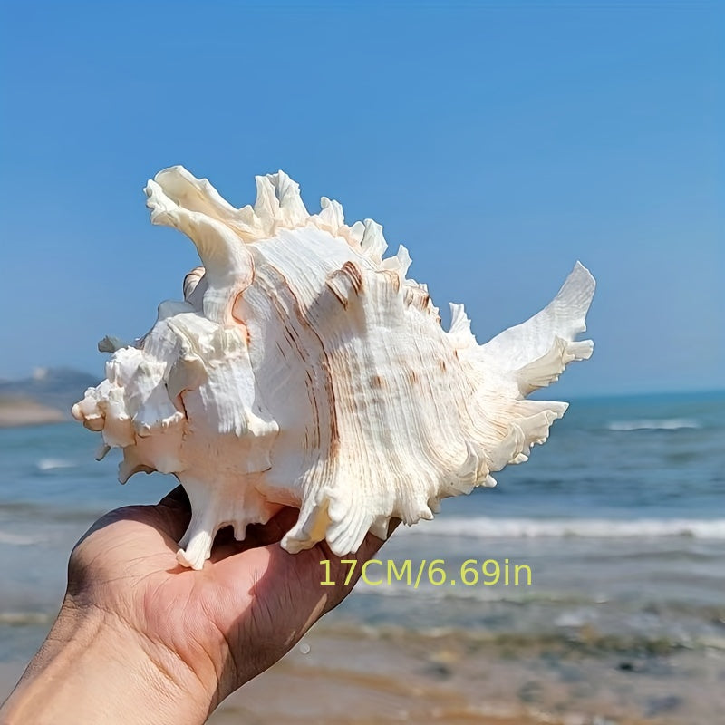 Natural Seashells for Aquarium Decor Fish Tank Landscaping
