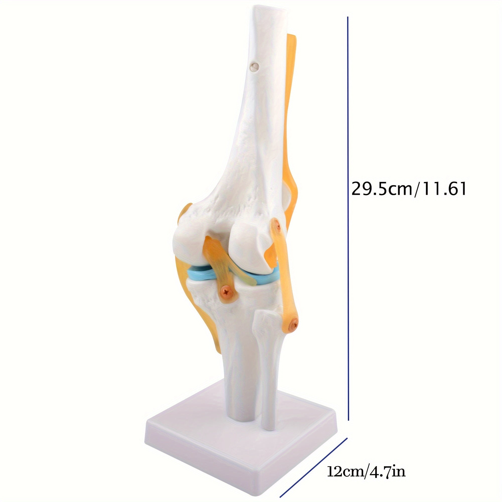 Life Size Human Knee Joint Model with Ligaments for Anatomy Education