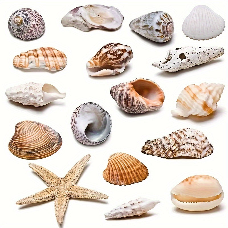 Assorted Sizes 0.6cm-1.2cm Natural Conch Shells for Aquarium Fish Tank Decorations 100/300/600 Pieces