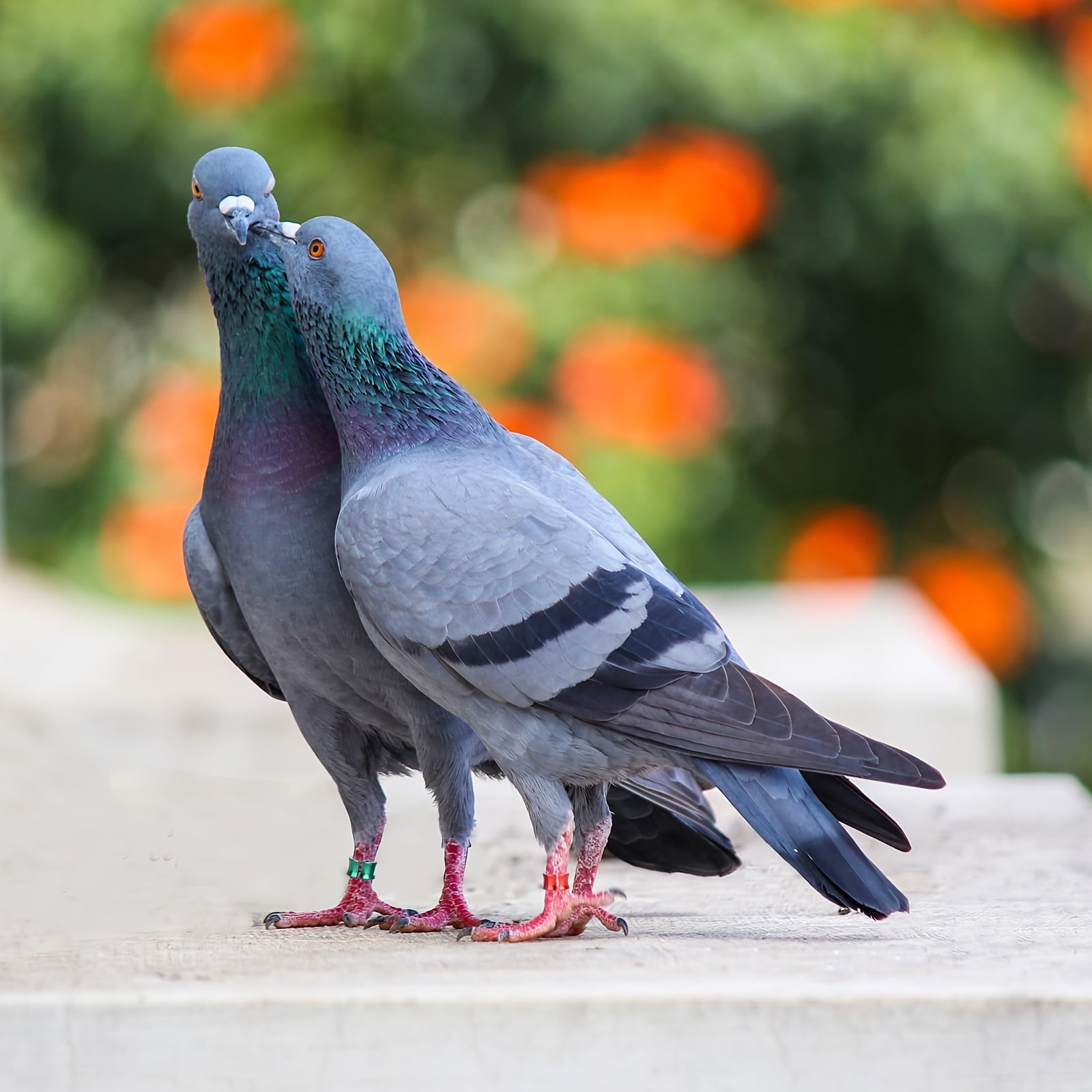 40 Aluminum Bird Identification Anklets for Pigeons Parrots and Wagtails Set of 40