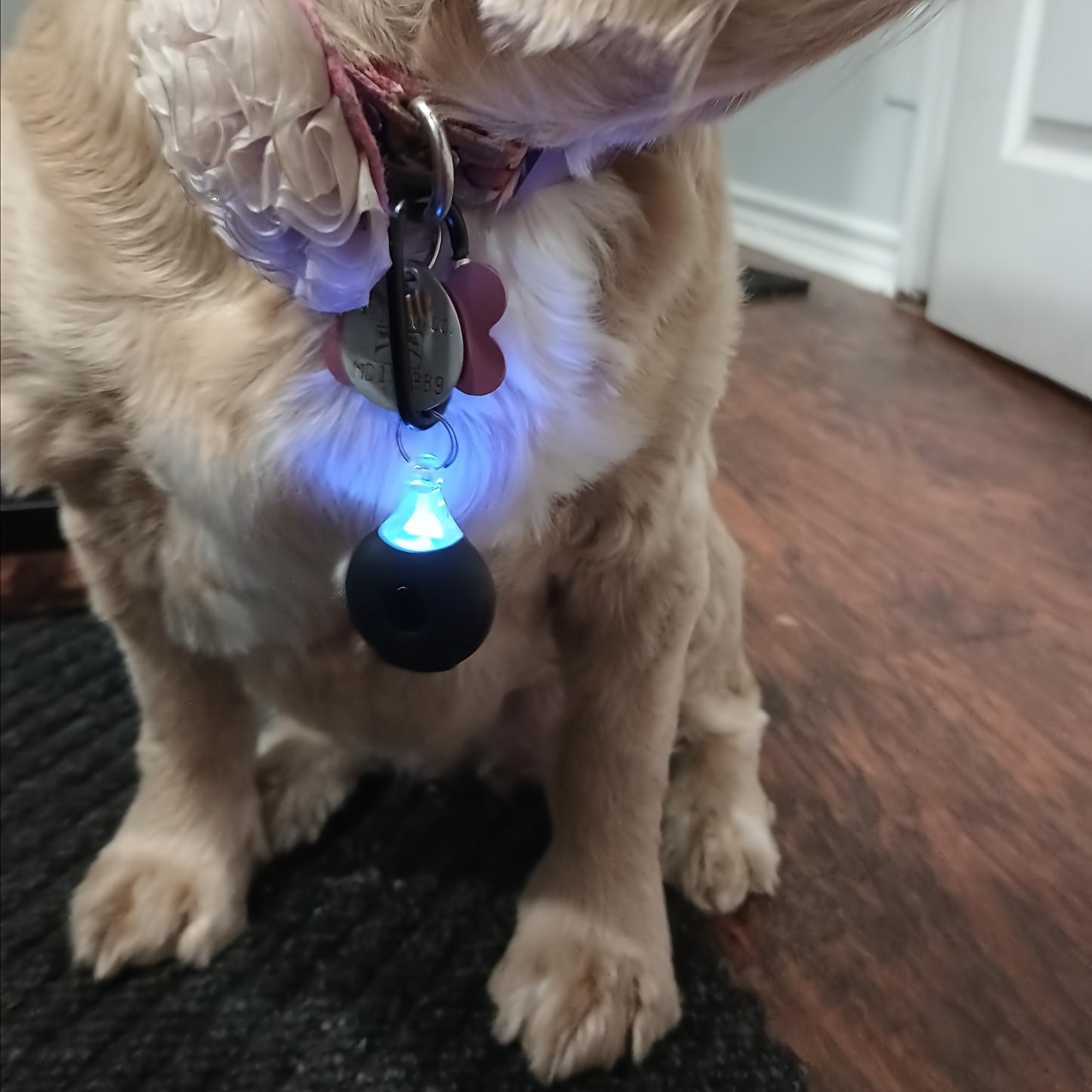 Uyda va tashqarida hayvonlar uchun ultratovushli hasharotlardan himoya qilish, chivin va qurtlarni nazorat qilish