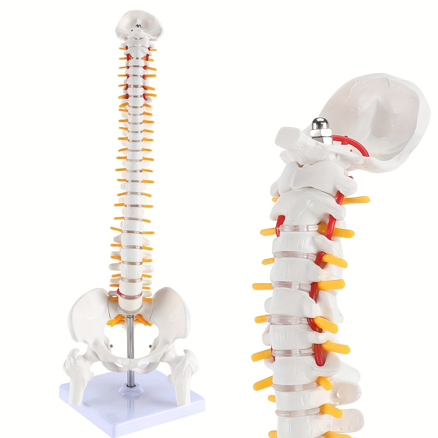 Mini Human Spine Anatomy Model with Nerves and Vertebra on Stand 43cm Medical Education