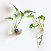 Glass Wall Vase for Home Decoration in Living Room, Balcony or Bedroom