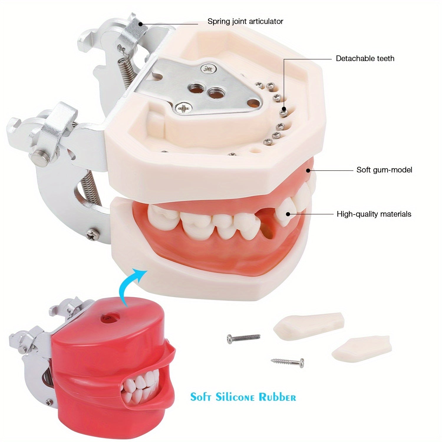 Dental Practice Model with Removable Teeth and Soft Gum for Training