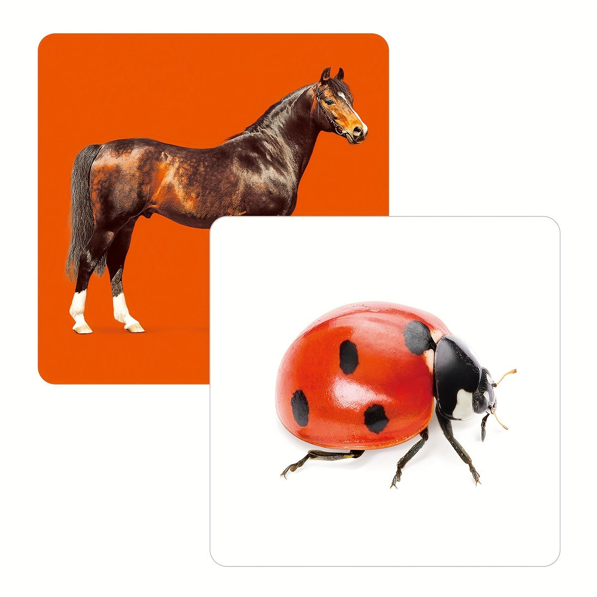 Educational Animal Flashcards for Toddlers 2-10 Double-Sided 24 Pictures