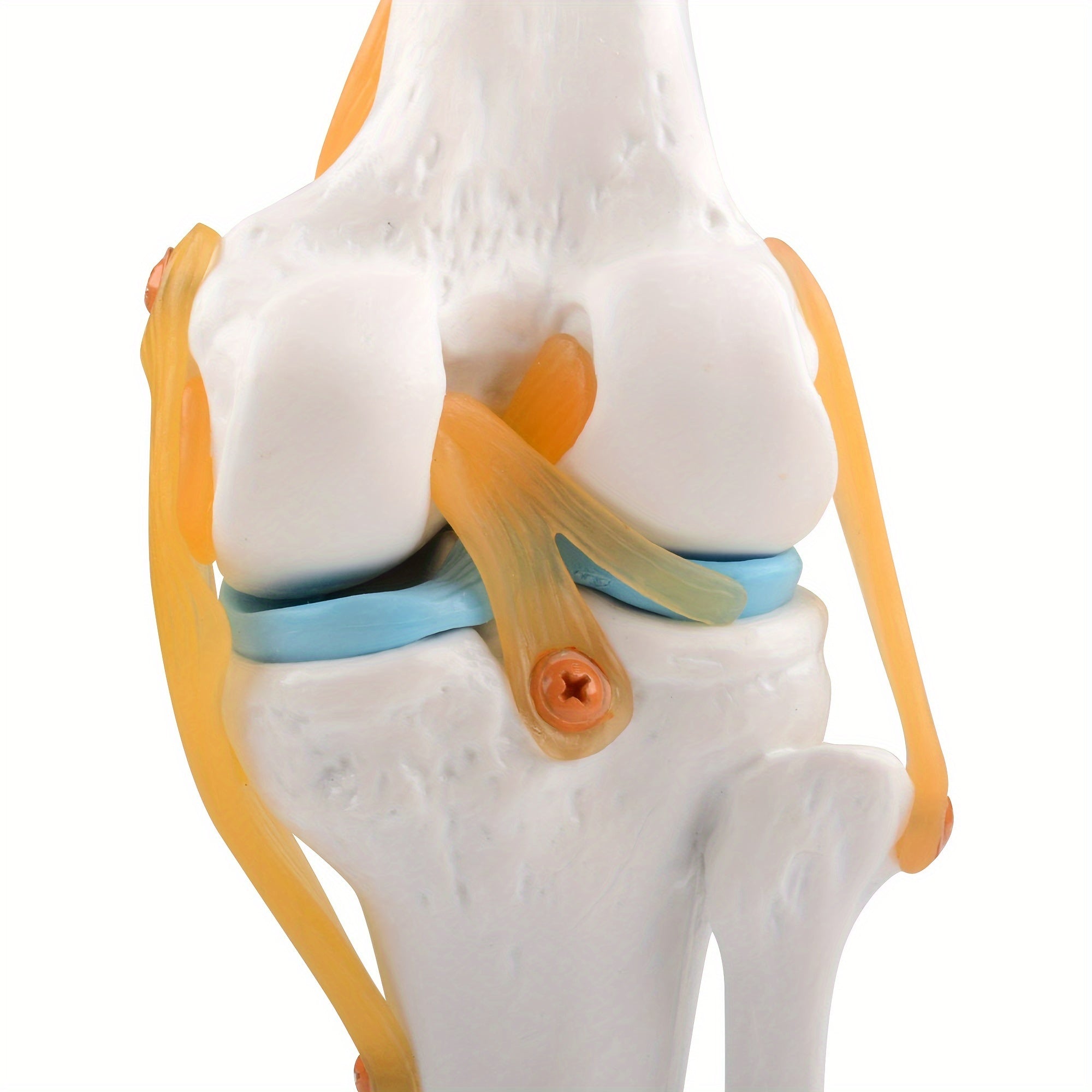 Life Size Human Knee Joint Model with Ligaments for Anatomy Education