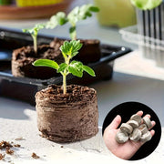 10/20/30 Pcs Compressed Peat Fiber Seedling Trays for Herbs Flowers Vegetables